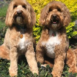 Australian Labradoodle All Grown Up from FernRidge