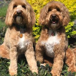 Australian Labradoodle All Grown Up from FernRidge