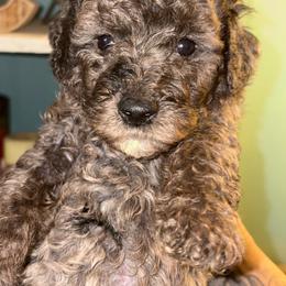 Girl 1 - Merle female Goldendoodle puppy in Holly, Colorado from Vida’s Loving Doodles