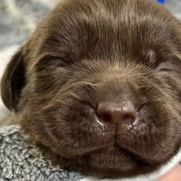 Boy 1 - Labrador Retriever puppy from SoFlo Labradors