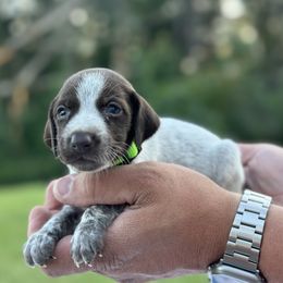Boy 2 - male German Shorthaired Pointer puppy in Six Mile, South Carolina from The Proper Pointer Co.
