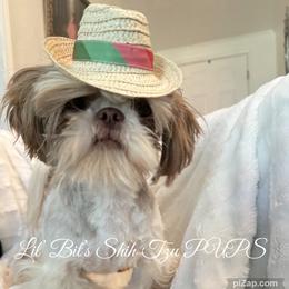 Patty - Shih Tzu
