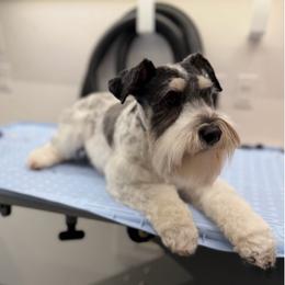 Penelope - Miniature Schnauzer