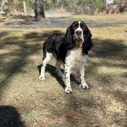 Windy - English Springer Spaniel