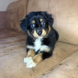 Journey - Black tri female Miniature Australian Shepherd puppy in Fredericksburg, Texas from Wrenfalls Paradise