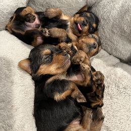 Morkies and Yorkshire Terriers from M.Y. Morkies and Yorkies