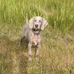 Weimaraner Puppies from Magic Weimaraners
