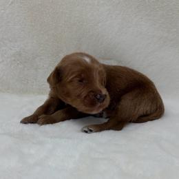 Donald - Apricot male Goldendoodle puppy in Casselberry, Florida from My Little Doodle