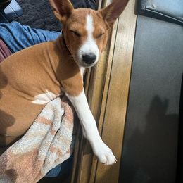 Basenji Puppies from Freecloud Basenji