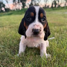 Black - Black brown and white male Basset Hound puppy in Douglas, Georgia from Huffer Hounds and Havanese