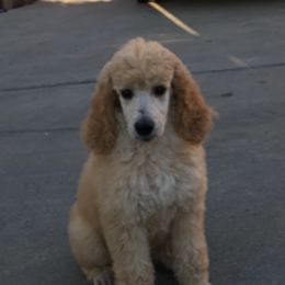 French Bulldog and Poodle Puppies from RAYO KENNELZ