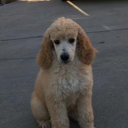 French Bulldog and Poodle Puppies from RAYO KENNELZ