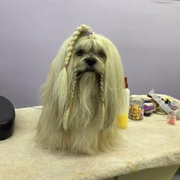 Nora - Lhasa Apso