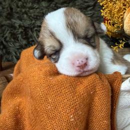 Cookie - Sable and white female American Corgi puppy in Paxton, Illinois from McGovern Family Corgis