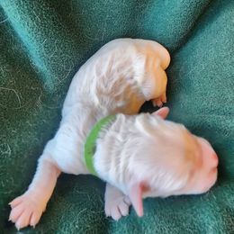 Green - Light golden male Golden Retriever puppy in Lucasville, Ohio from Halo Kennels