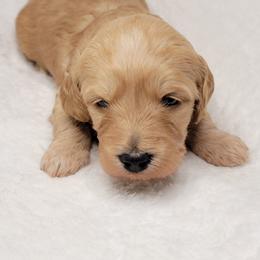 Goldendoodle Puppies from Lake Village Doodles