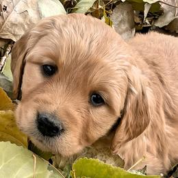 Golden Retriever puppies from North Star Goldens
