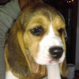 Beagles from Karway Beagles
