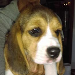 Beagles from Karway Beagles