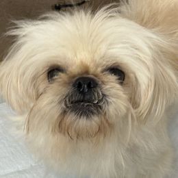 Heidi - Shih Tzu