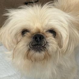 Heidi - Shih Tzu