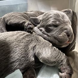 Emilia - Gray female Cane Corso puppy in Las Vegas, Nevada from LV3M Cane Corso