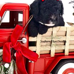 Goldendoodle Puppies from Southern Olive Doodles 🫒