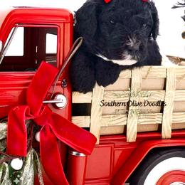 Goldendoodle Puppies from Southern Olive Doodles 🫒
