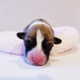 American Corgi and Pembroke Welsh Corgi Puppies from Whimsical Treasure Corgis