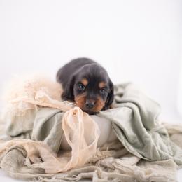 Cheyenne AKC - Black and tan female Dachshund puppy in Erick, Oklahoma from 4-L Backyard Dach