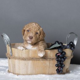 Australian Labradoodle Puppies from Napa Valley Australian Labradoodles