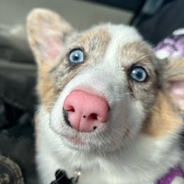 Leia - American Corgi