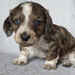 Sage - Piebald male Dachshund puppy in Golden Valley, Arizona from Greatest Journey Ranchette