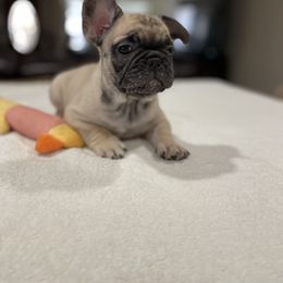 French Bulldog Puppies from Fabi's French Bulldogs