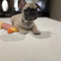French Bulldog Puppies from Fabi's French Bulldogs