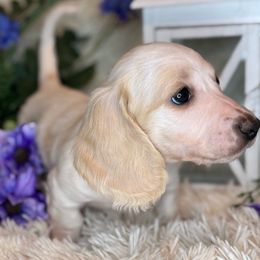 Ghosted - Cream male Dachshund puppy in Lakeland, Florida from Buckwild Doxies