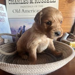 Light Blue - Golden male Golden Retriever puppy in Leadore, Idaho from Gunsight Goldens