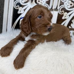 Goldendoodle and Poodle Puppies from Northern Heart Standards