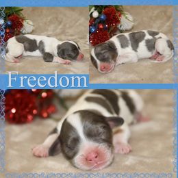 Aussiedoodle, Cavalier King Charles Spaniel, Cavapoo, and Labradoodle Puppies from McDoodles of Texas LLC