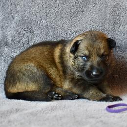 Purple - Sable female German Shepherd puppy in Cherryville, North Carolina from Masky Kennel