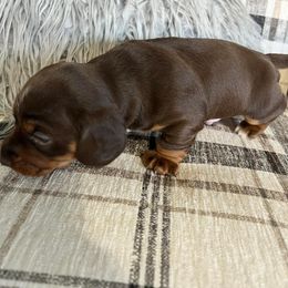 Dachshund Puppies from Regan's Divas