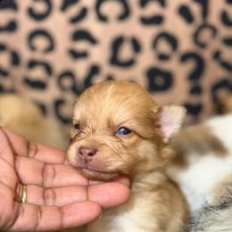 Pocoyo - Red female Pomeranian puppy in Fort Worth, Texas from Clara’s Kennel