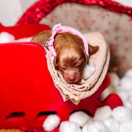 F1B Goldendoodle Daisy - Red  female Goldendoodle puppy in Redding, California from Casa Delarosa Poodles & Doodles Collective