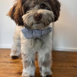 Banks - Chocolate male Cavapoo puppy in West Haven, Utah from Harper Haven Cavapoos & Doodles