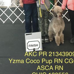 Poodles from Katie Hughes