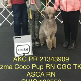Poodles from Katie Hughes
