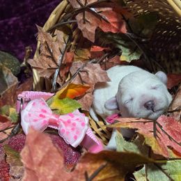 Angel - White female Maltipoo puppy in Sahuarita, Arizona from Cowgirl's Legacy