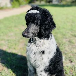 Bernedoodles and Poodles from Budaful Doodles