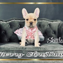 Skittles - Cream female French Bulldog puppy in Salem, Oregon from Toy House Frenchies