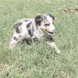 Garth - Blue merle male Miniature Australian Shepherd puppy in Elkhart, Texas from Donaldson Dogz